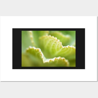 Lime green leaves Posters and Art